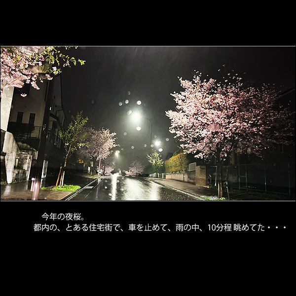今年の夜桜。都内の、とある住宅街で、車を止めて、雨の中、10分程 眺めてた