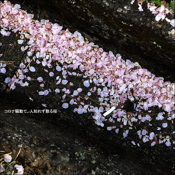 コロナ騒動で、人知れず散る桜