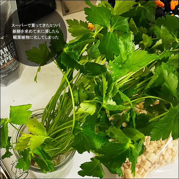 スーパーで買ってきたミツバ。新鮮を求めて水に浸したら観葉植物に化してしまった
