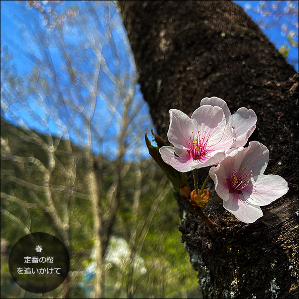 春。定番の桜を追いかけて