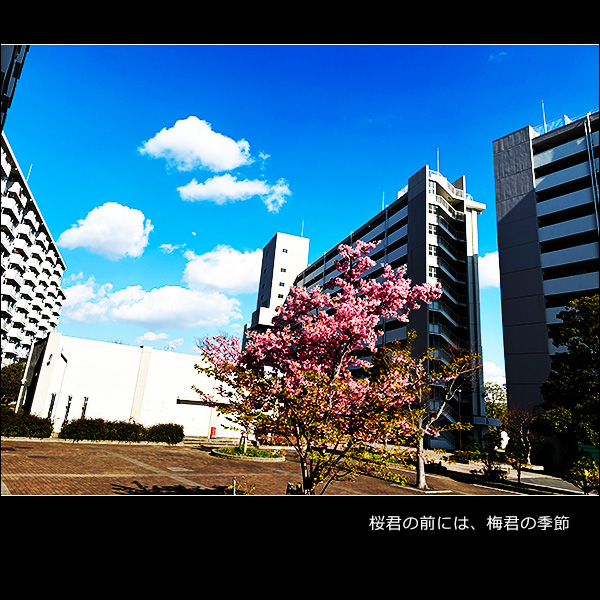 桜君の前には、梅君の季節