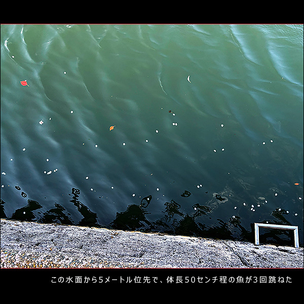 この水面から5メートル位先で、体長50センチ程の魚が3回跳ねた
