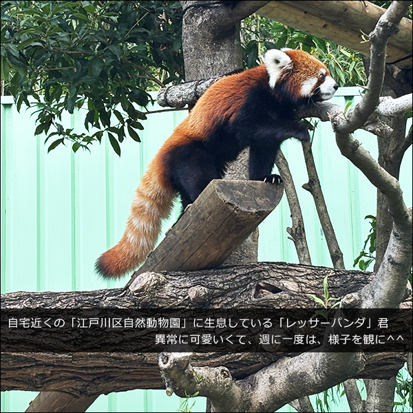 自宅近くの「江戸川区自然動物園」に生息している「レッサーパンダ」君。異常に可愛いくて、週に一度は、様子を観に^^