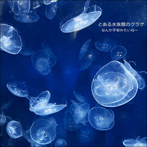 とある水族館のクラゲ。なんか宇宙みたいね～