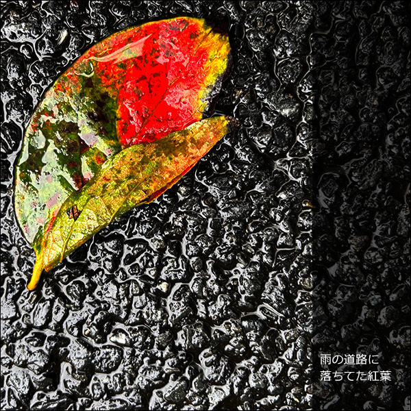 雨の道路に落ちてた紅葉