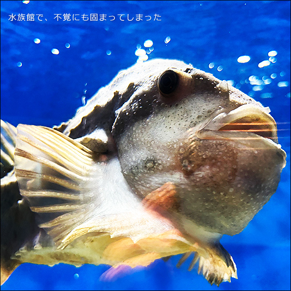 水族館で、不覚にも固まってしまった
